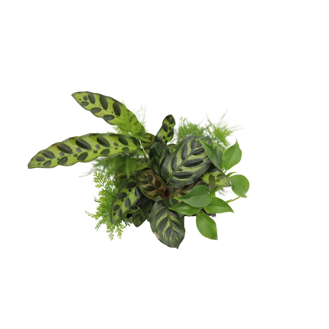 house plant starters Mini House Plants, 6-Pack Assorted in Easy-to-use Plug Tray, Decorativ – California Tropicals
