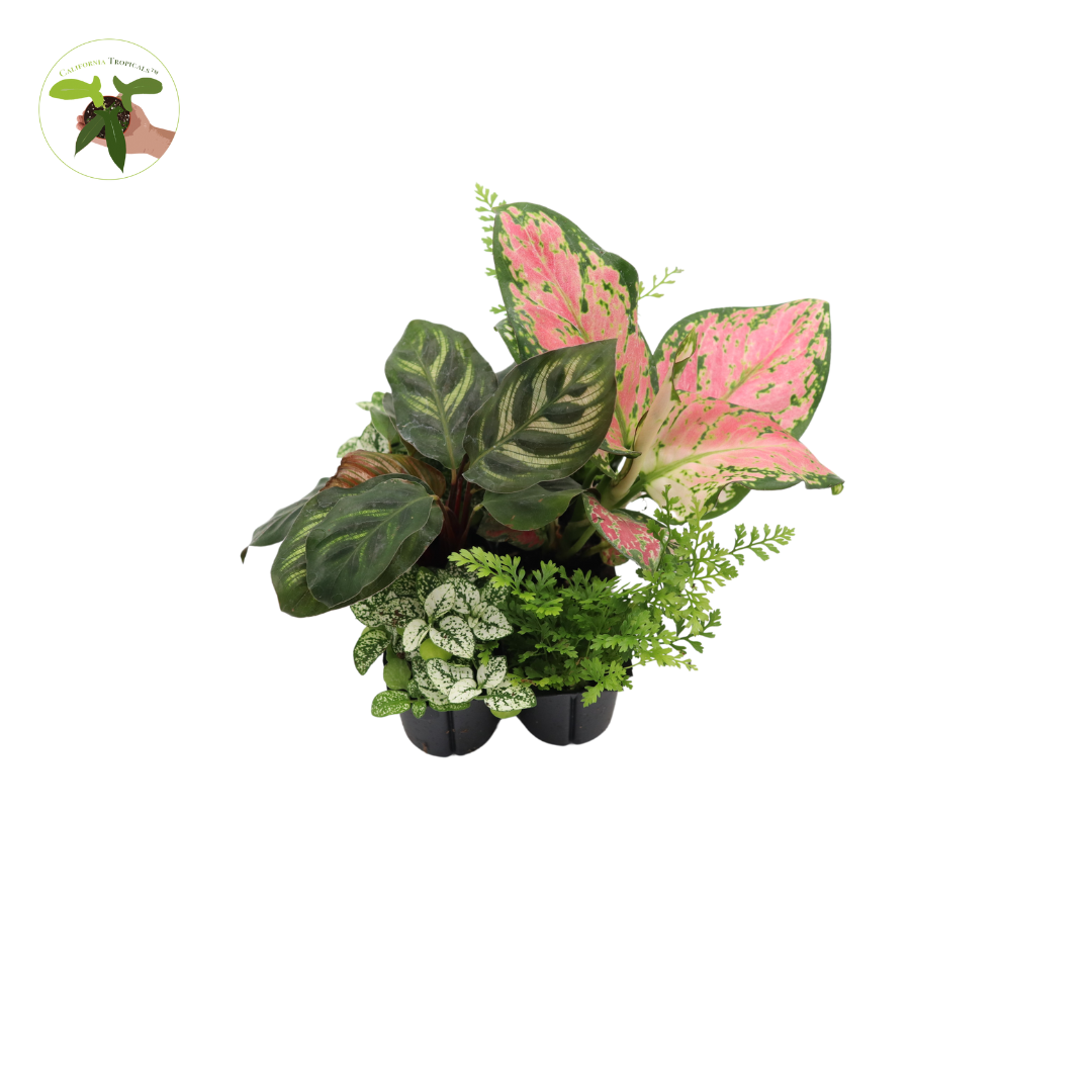 assorted house plants Mini House Plants, 12-Pack Assorted, Decorative Foliage Starters, terr – California Tropicals