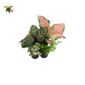 Mini House Plants, 6-Pack Assorted, Decorative Foliage Starters, terrarium Fairy Garden Plants Many Varieties Plant Set