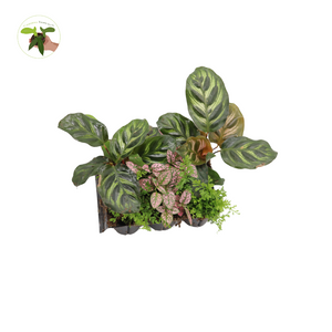 Mini House Plants, 6-Pack Assorted, Decorative Foliage Starters, terrarium Fairy Garden Plants Many Varieties Plant Set