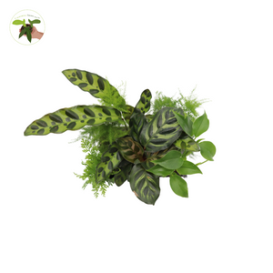 Mini House Plants, 6-Pack Assorted, Decorative Foliage Starters, terrarium Fairy Garden Plants Many Varieties Plant Set