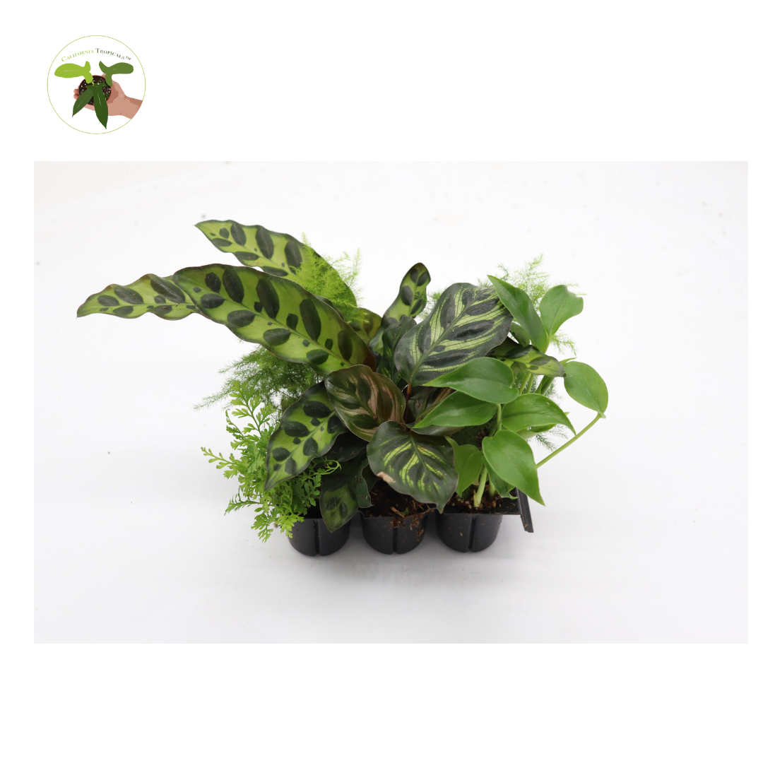 assorted house plants Mini House Plants, 12-Pack Assorted, Decorative Foliage Starters, terr – California Tropicals