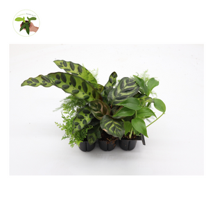 Mini House Plants, 6-Pack Assorted, Decorative Foliage Starters, terrarium Fairy Garden Plants Many Varieties Plant Set