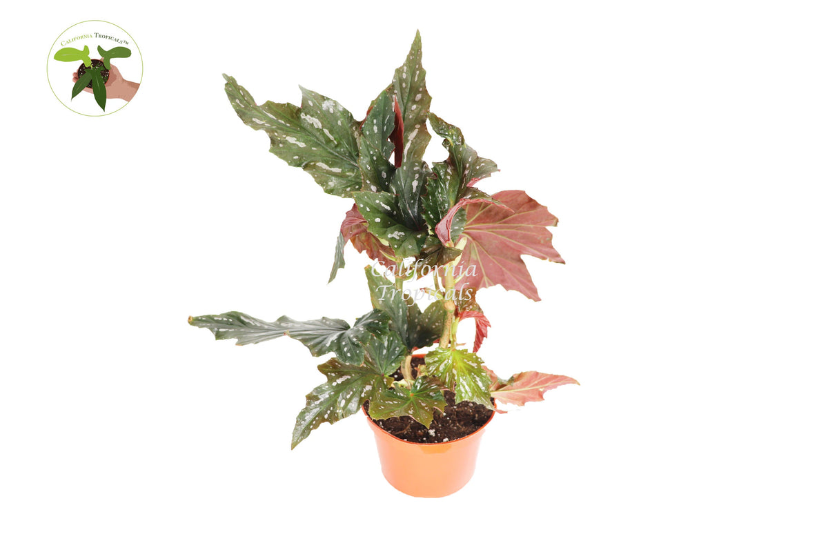 Begonia Angel Wing live plant in a 6" grower's pot