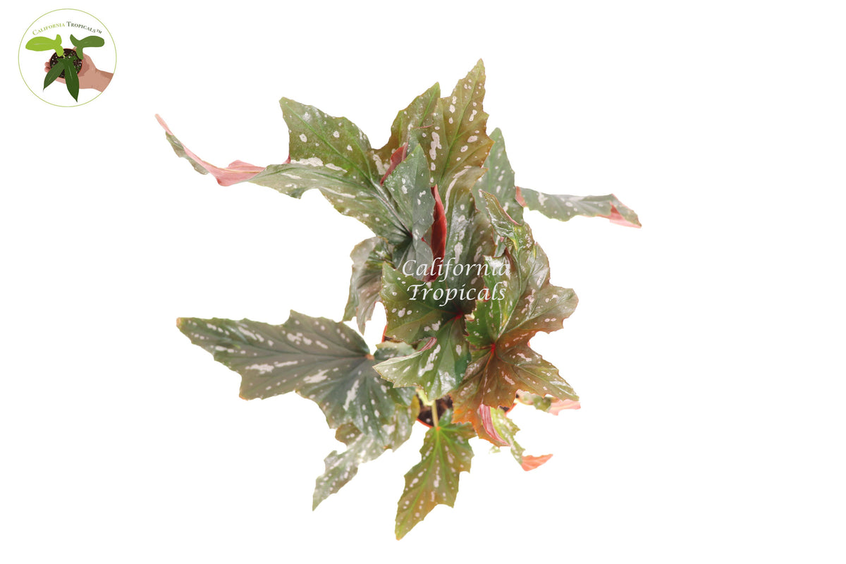 Begonia Angel Wing live plant foliage detail