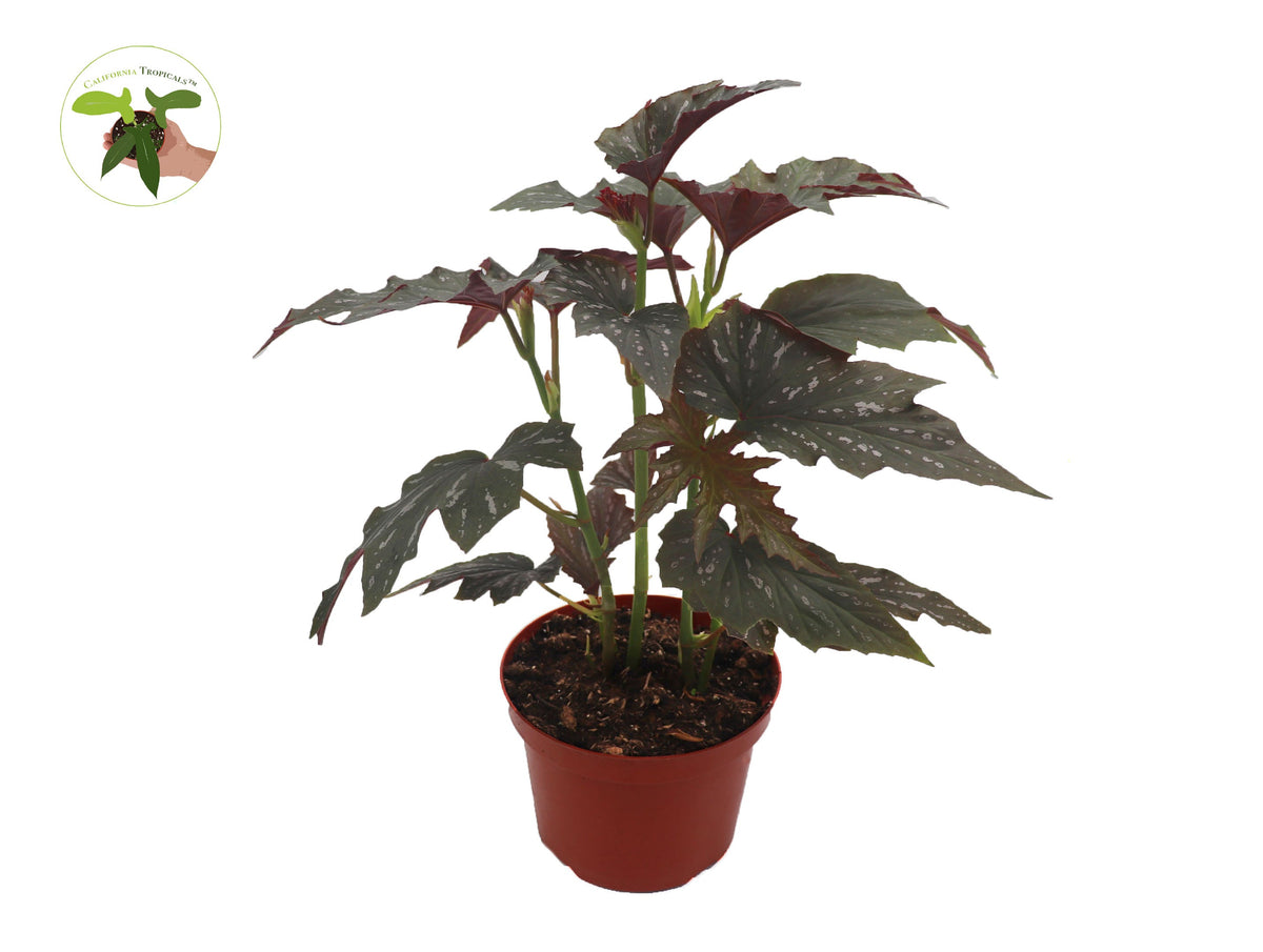 Begonia Angel Wing live plant in a 8" grower's pot