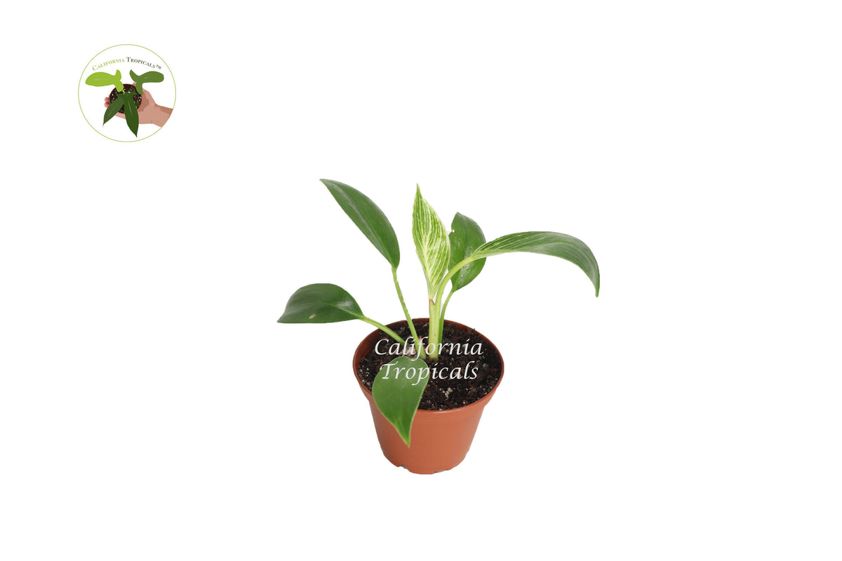 Birkin Philodendron Variegated live plant in a 2" grower's pot