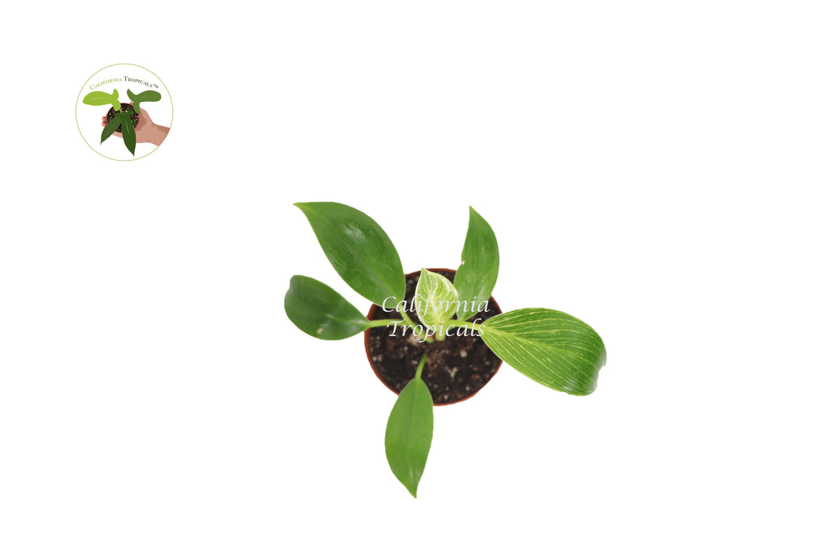 Birkin Philodendron Variegated live plant foliage detail