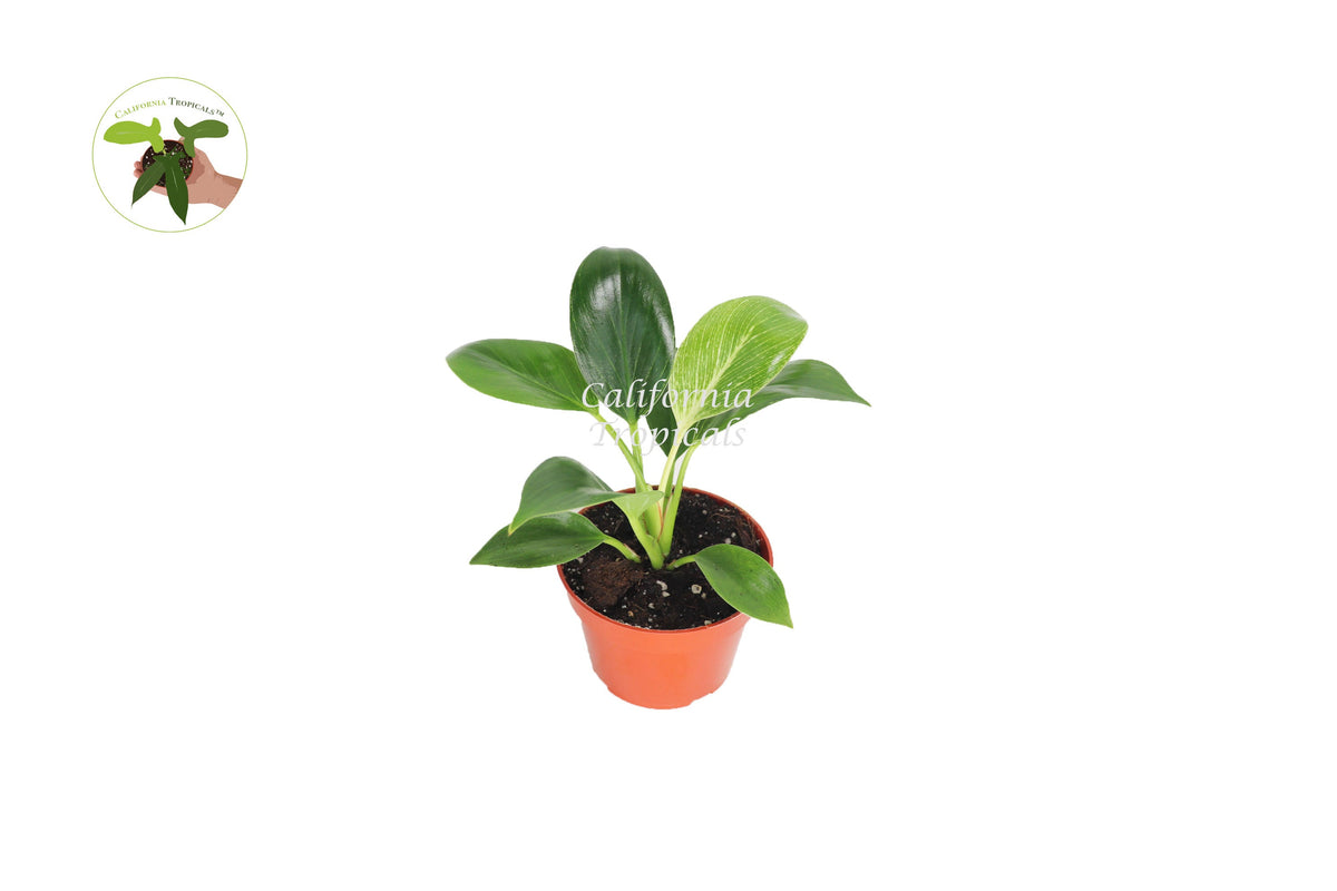 Birkin Philodendron Variegated live plant in a 4" grower's pot