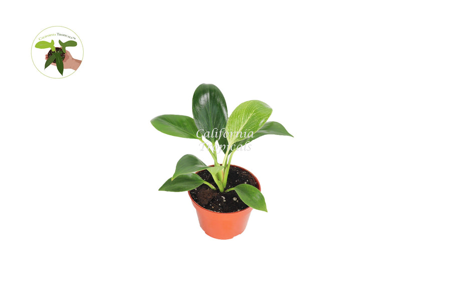 Birkin Philodendron Variegated live plant in a 4" grower's pot