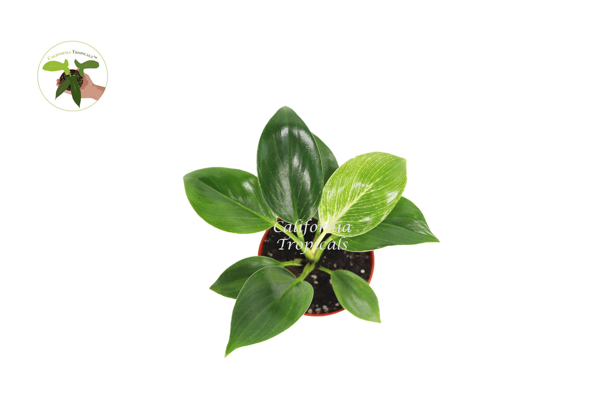 Birkin Philodendron Variegated live plant foliage detail