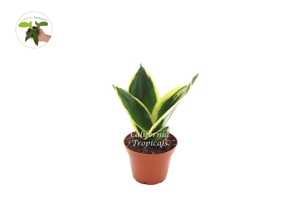 Sansevieria Black Gold live plant in a 2" grower's pot