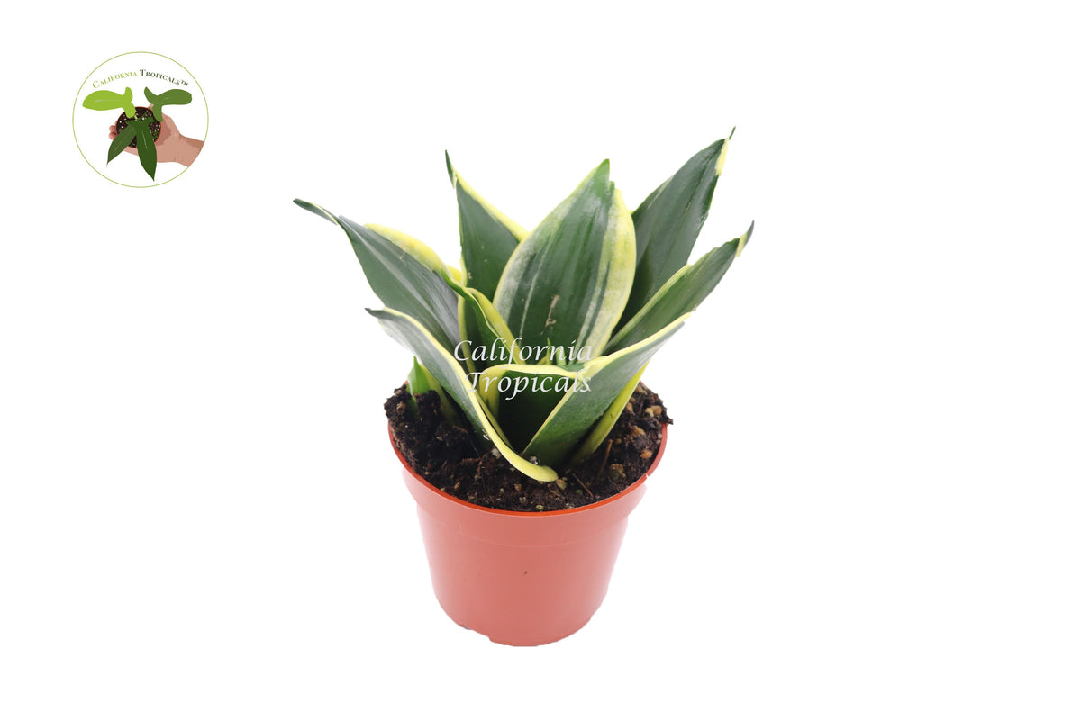 Sansevieria Black Gold live plant in a 4" grower's pot