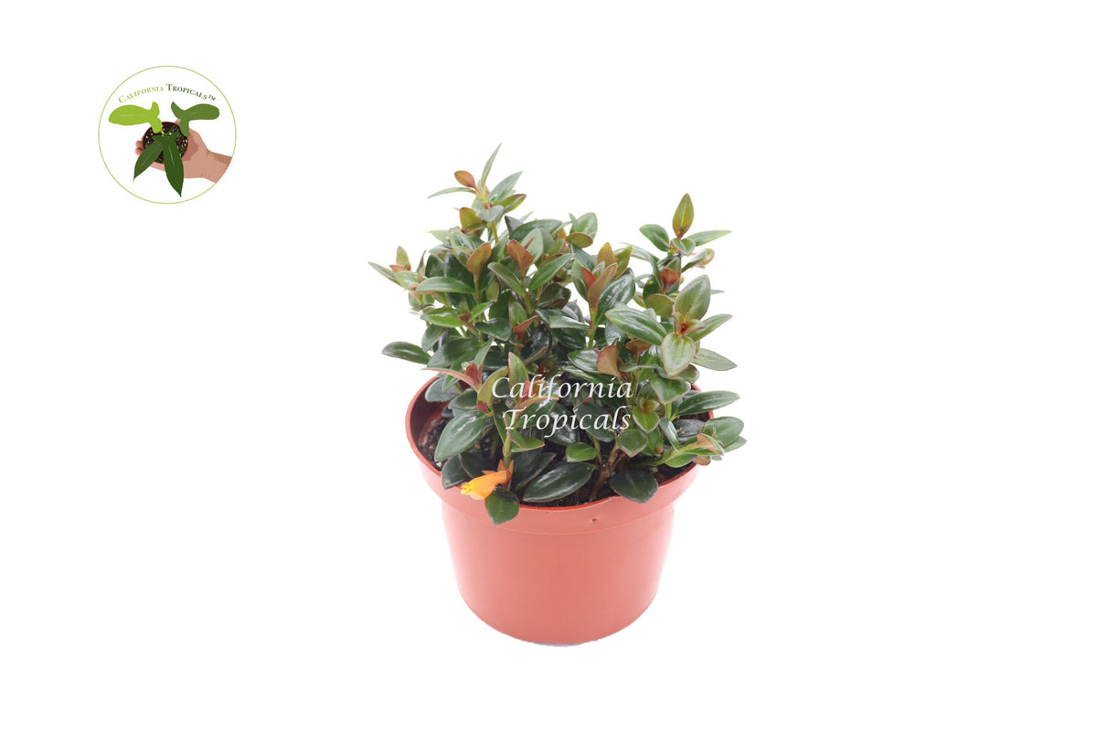 Black Goldfish Plant (Nematanthus) in a 6" grower's pot