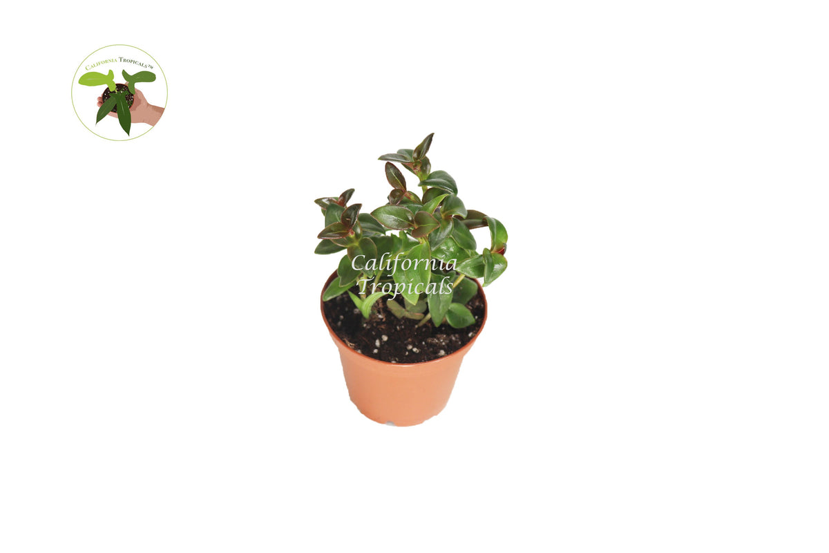 Black Goldfish Plant (Nematanthus) in a 2" grower's pot