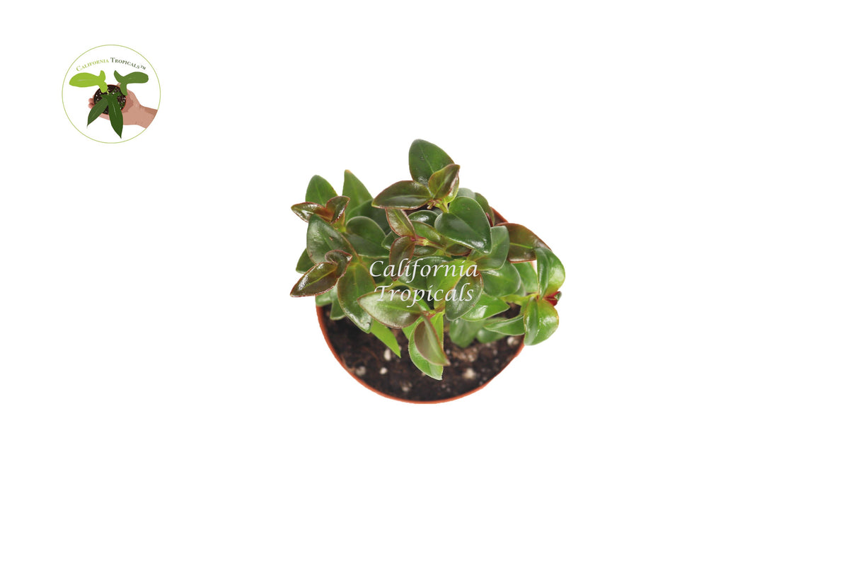 Black Goldfish Plant (Nematanthus) foliage detail