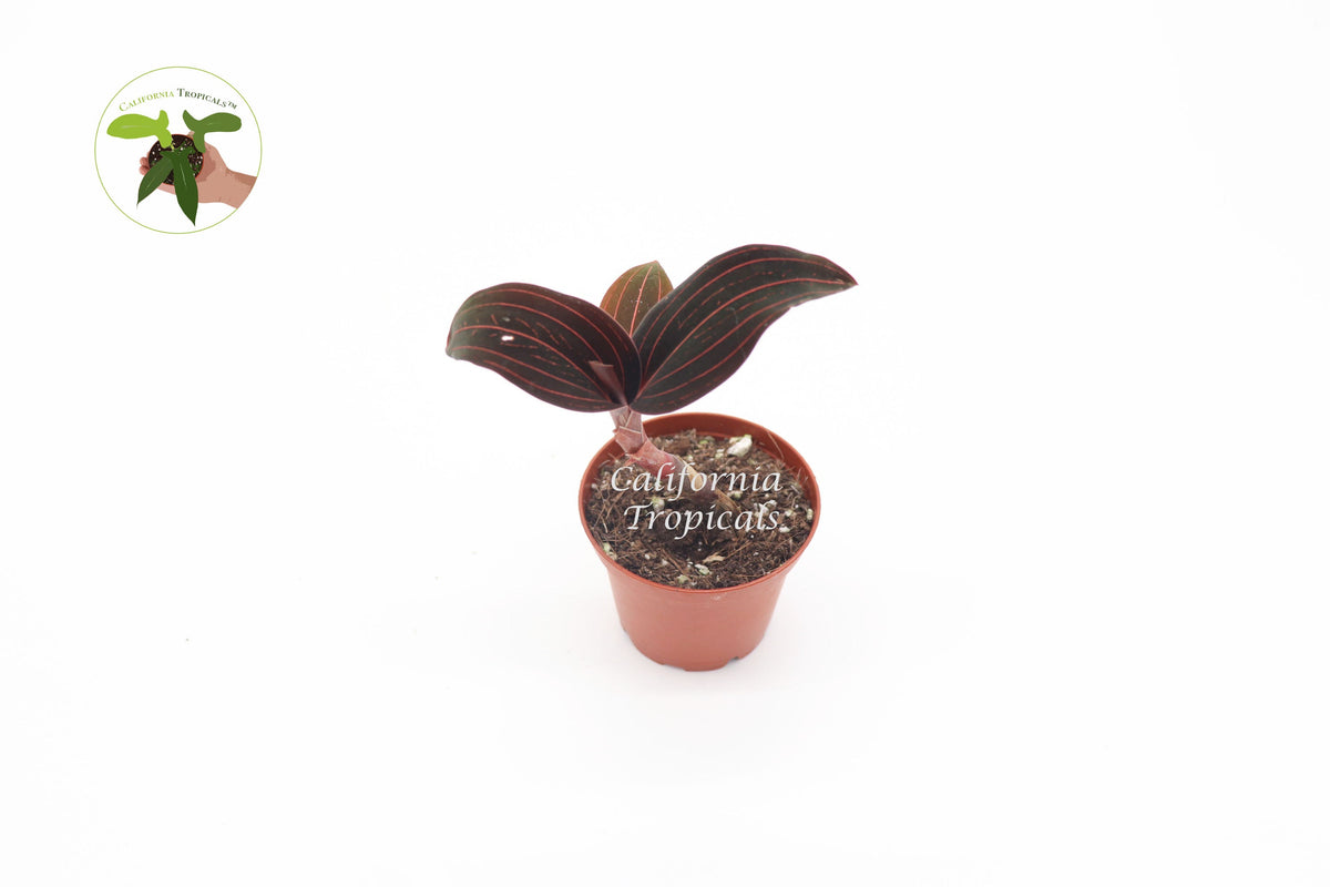 Black Jewel Orchid (Ludisia Discolor) foliage detail