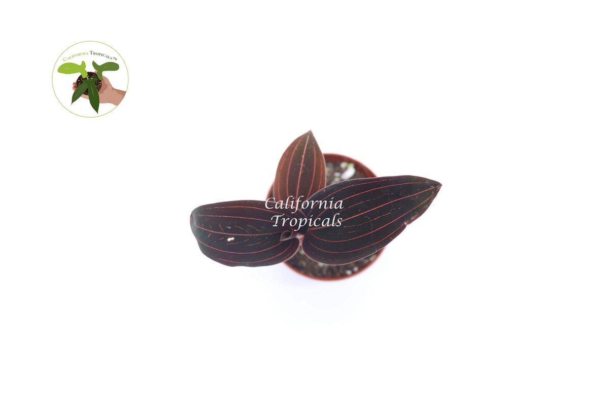 Black Jewel Orchid (Ludisia Discolor) in a 2 inch pot, compact foliage suitable for low-light indoor spaces.