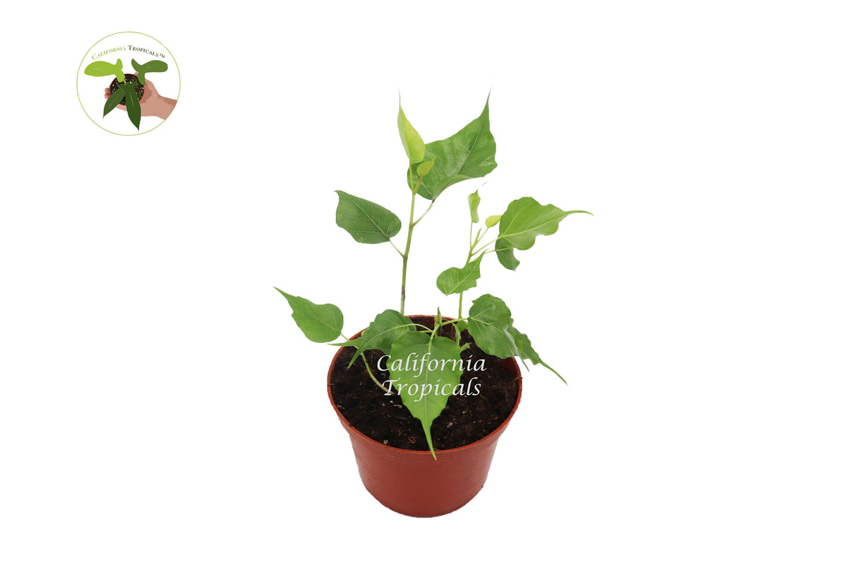 Bodhi Tree (Ficus Religiosa) in a 6" grower's pot