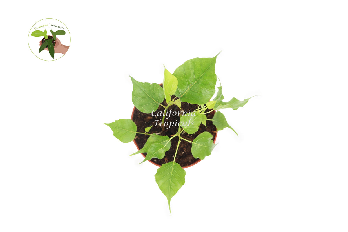 Bodhi Tree (Ficus Religiosa) foliage detail