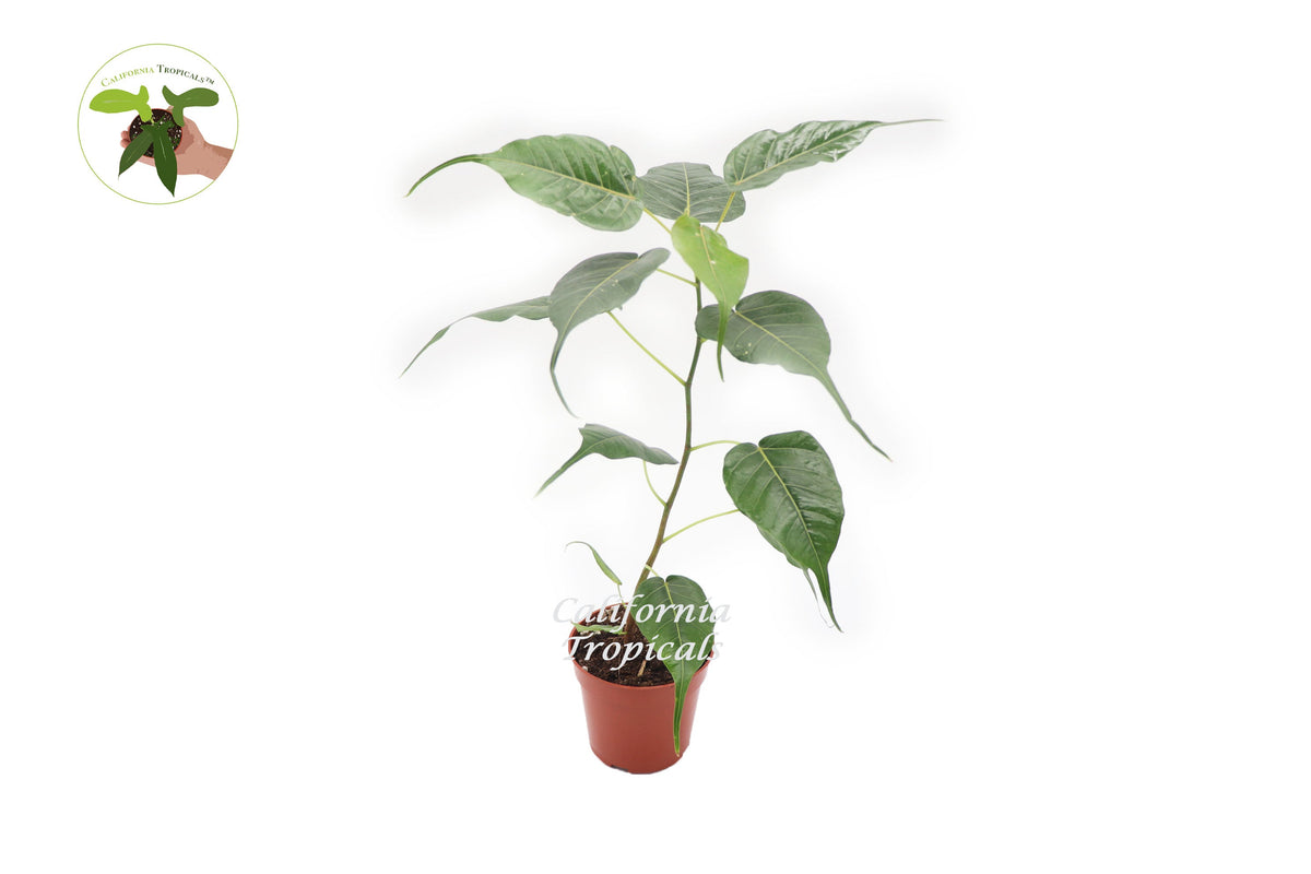 Bodhi Tree (Ficus Religiosa) in a 4" grower's pot