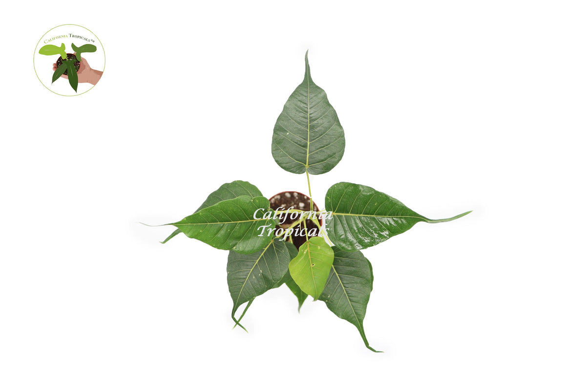 Bodhi Tree (Ficus Religiosa) foliage detail