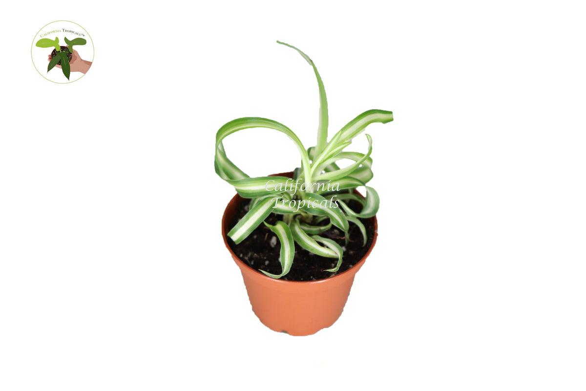 Bonnie Curly Spider Plant in a 2" grower's pot