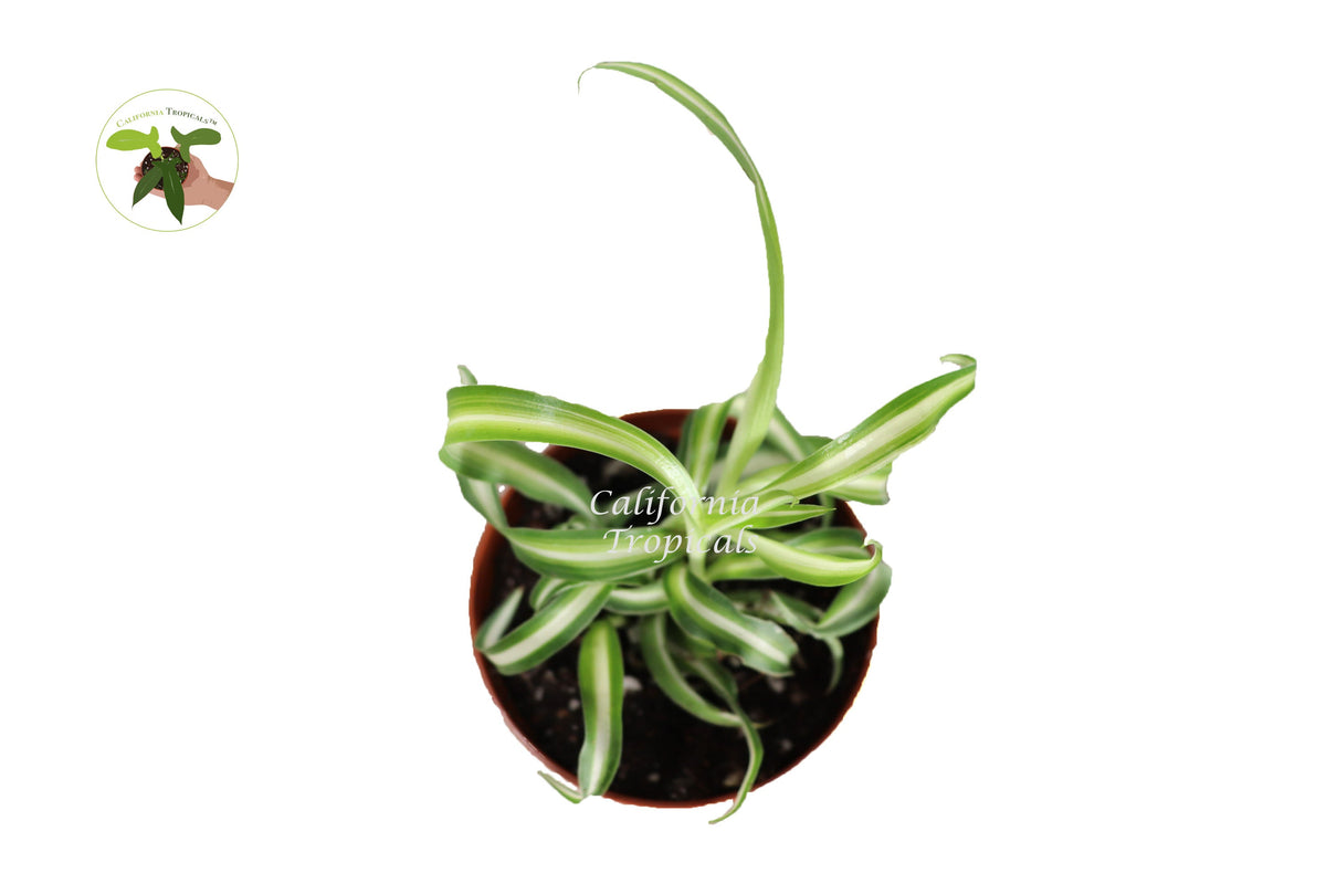 Bonnie Curly Spider Plant foliage detail