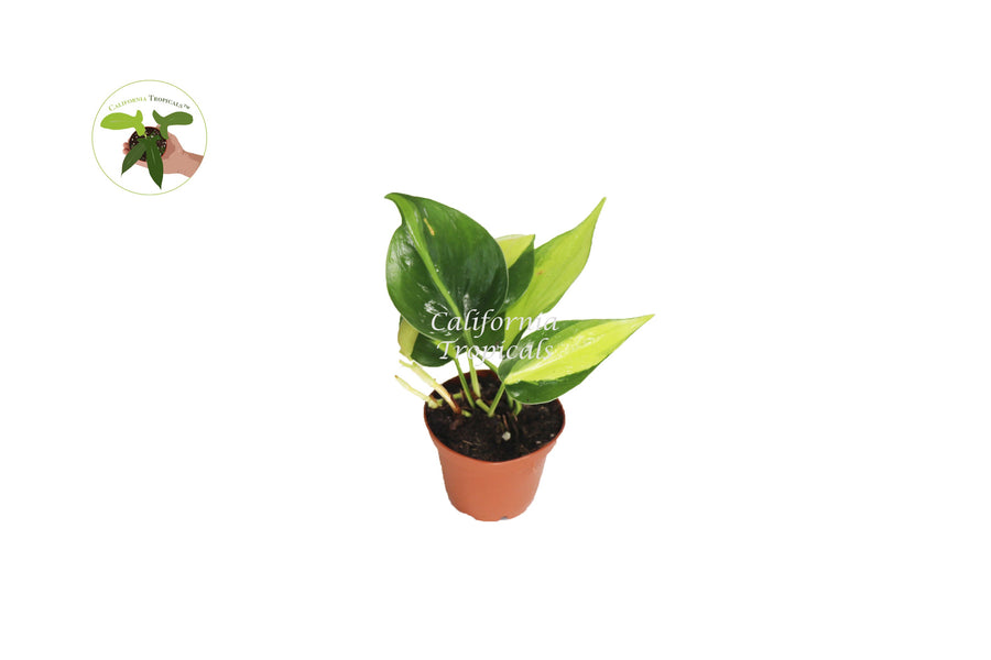 Philodendron Brazil live plant in a 2" grower's pot