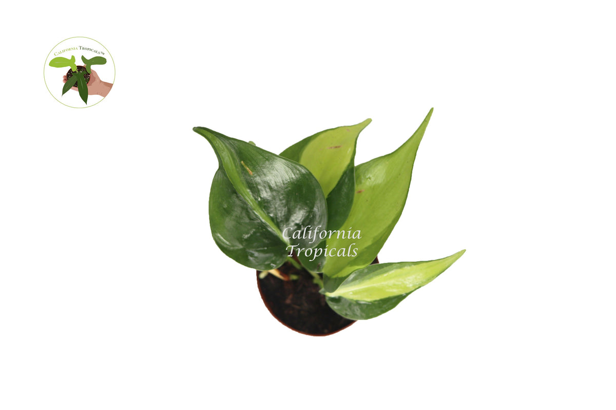 Philodendron Brazil live plant foliage detail