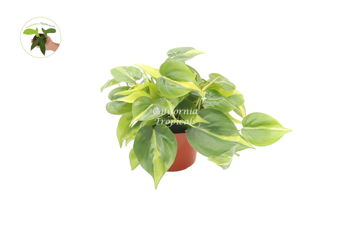Philodendron Brazil live plant in a 6" grower's pot