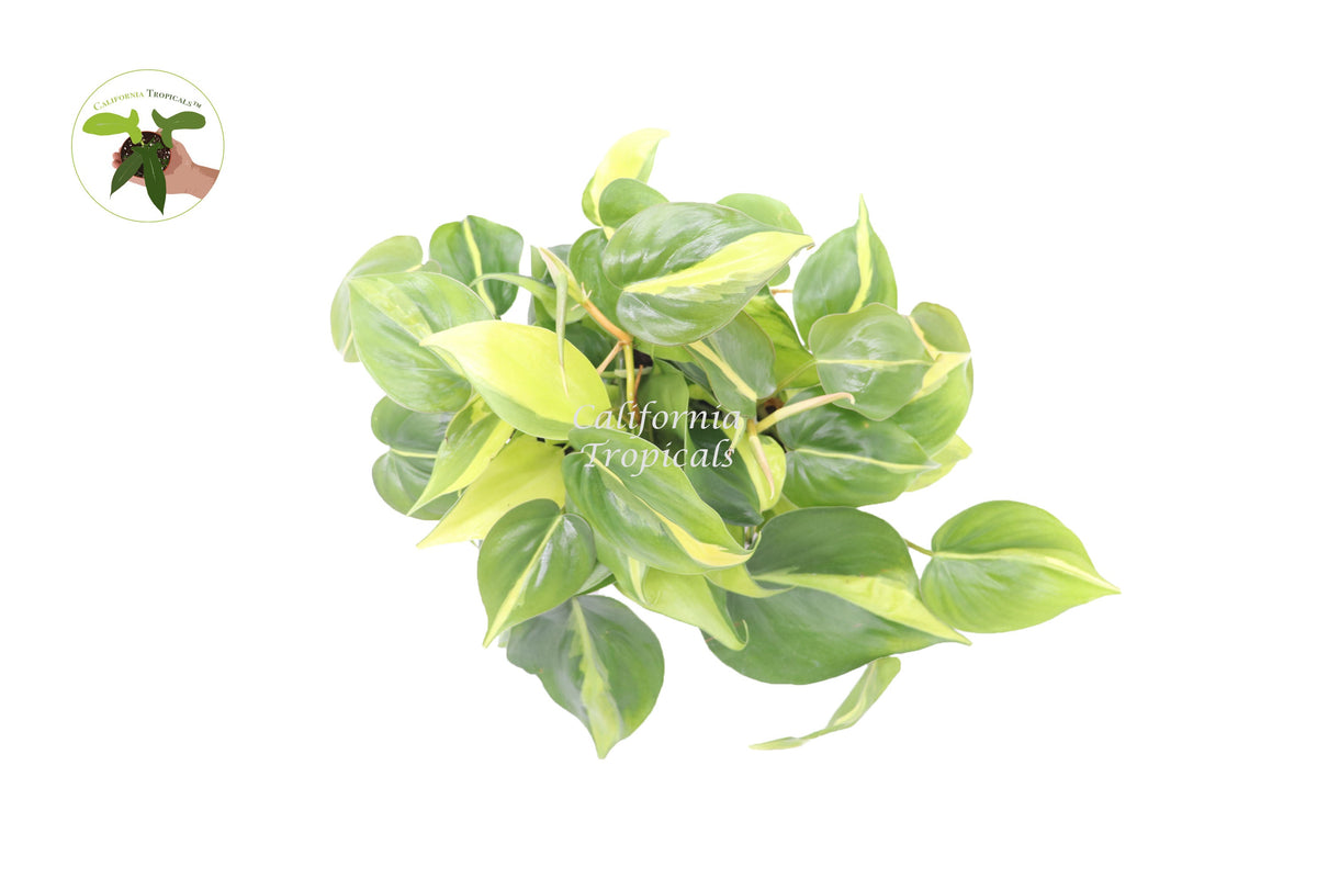 Philodendron Brazil live plant foliage detail