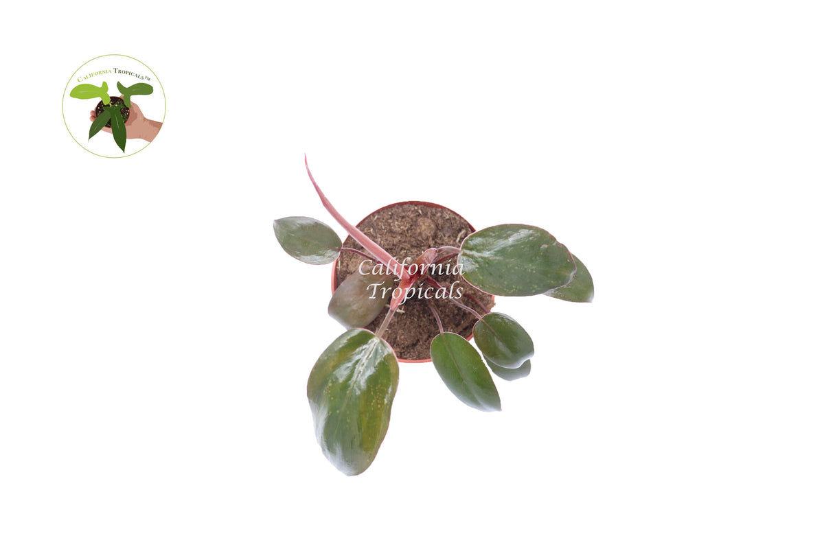 Philodendron Princess potted in a 4 inch pot, showing variegated green and pink leaves.