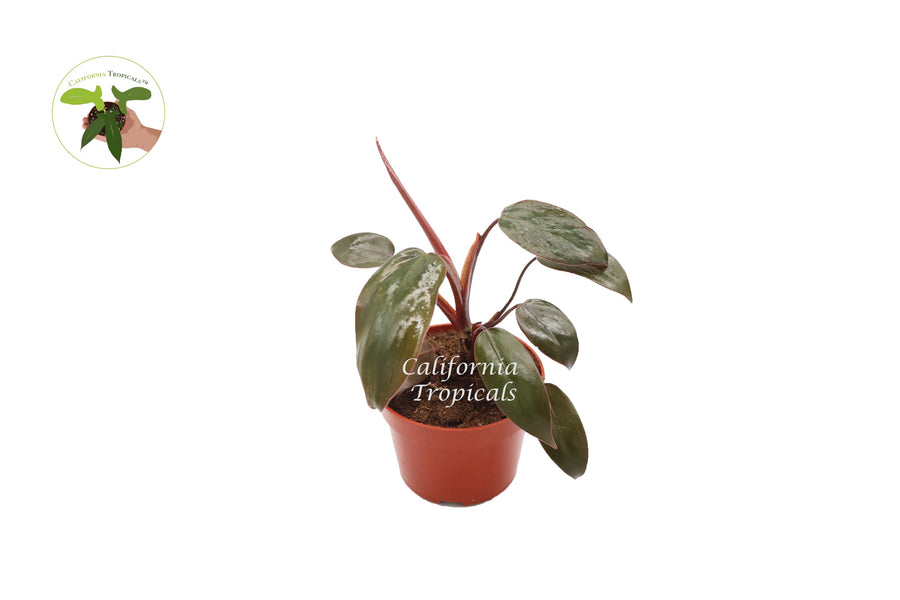 Philodendron Princess live plant, Burgundy