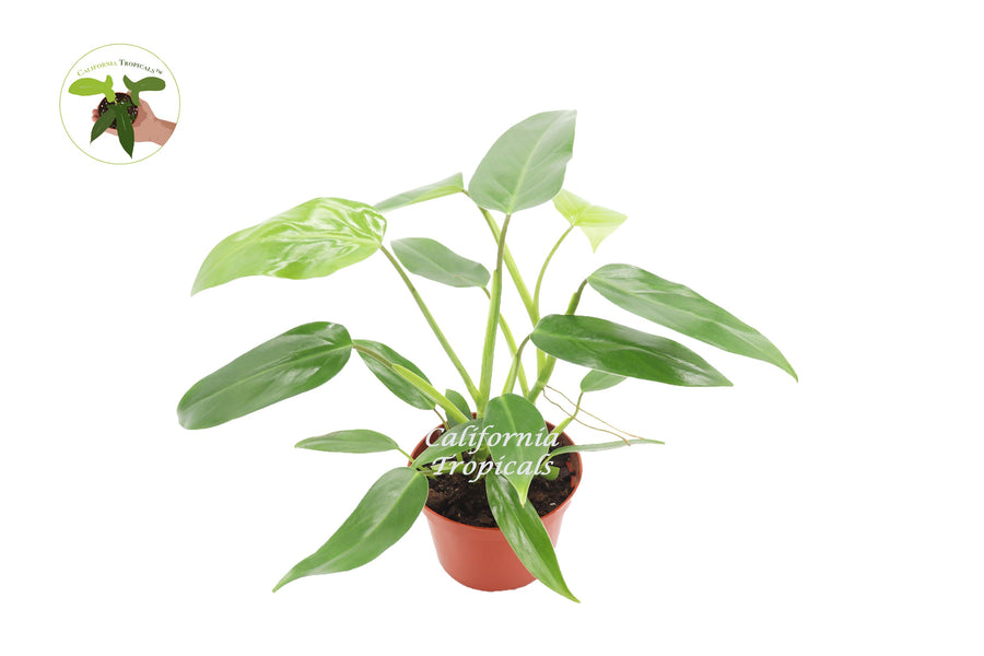 Philodendron Burle Marx live plant in a 6" grower's pot