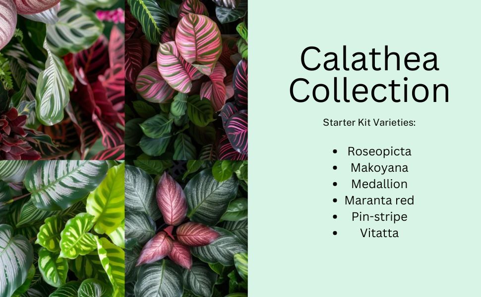 Calathea Classics 4 pack starter plants by California Tropicals