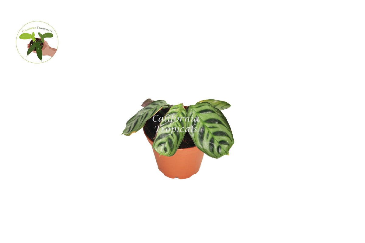 Calathea Ctenanthe x Burle Marx live plant in a 2" grower's pot