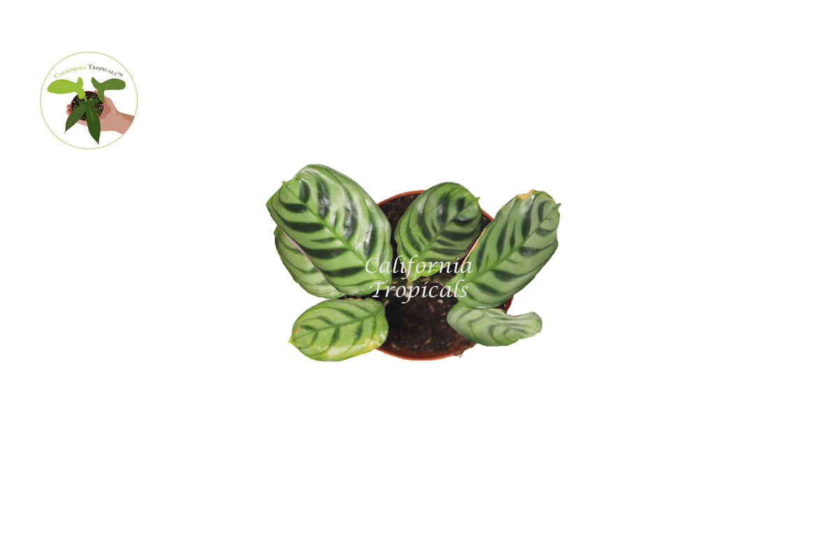 Calathea Ctenanthe x Burle Marx live plant foliage detail