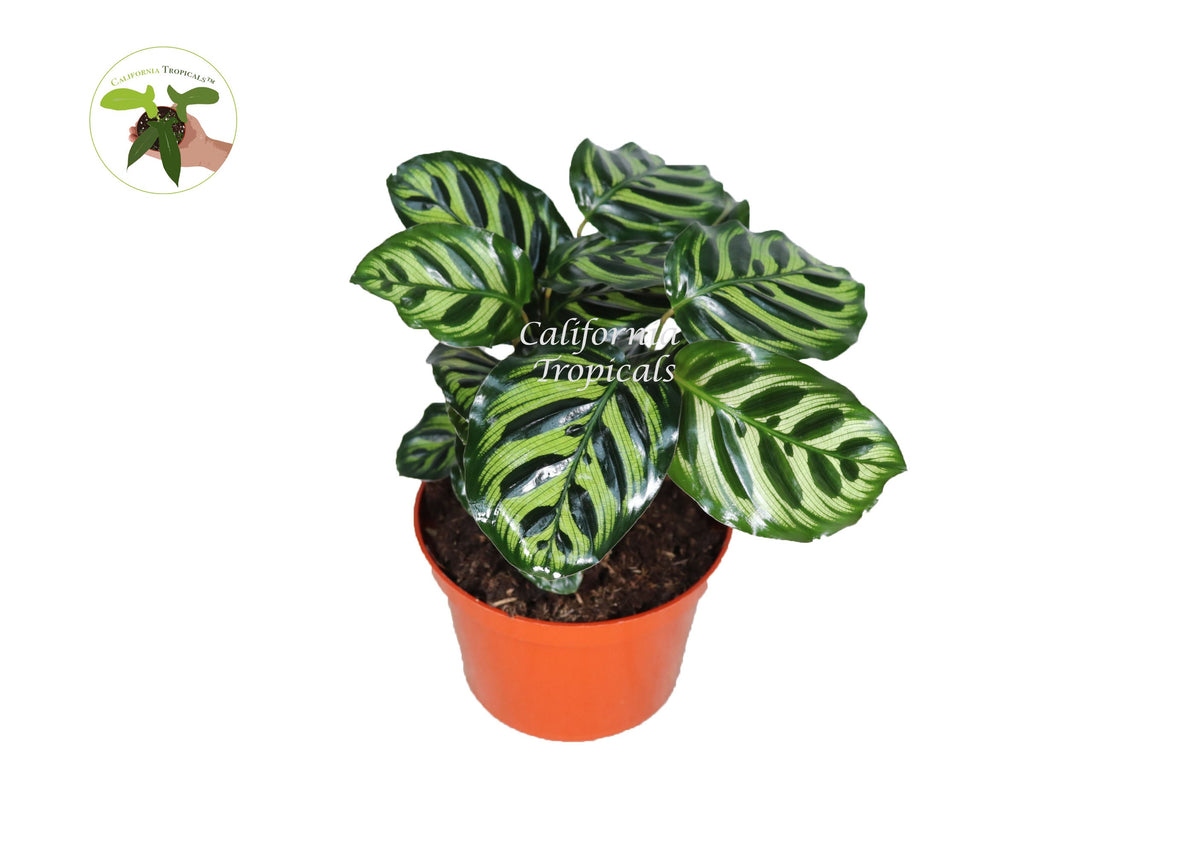 Calathea Peacock Makoyana live plant in a 6" grower's pot