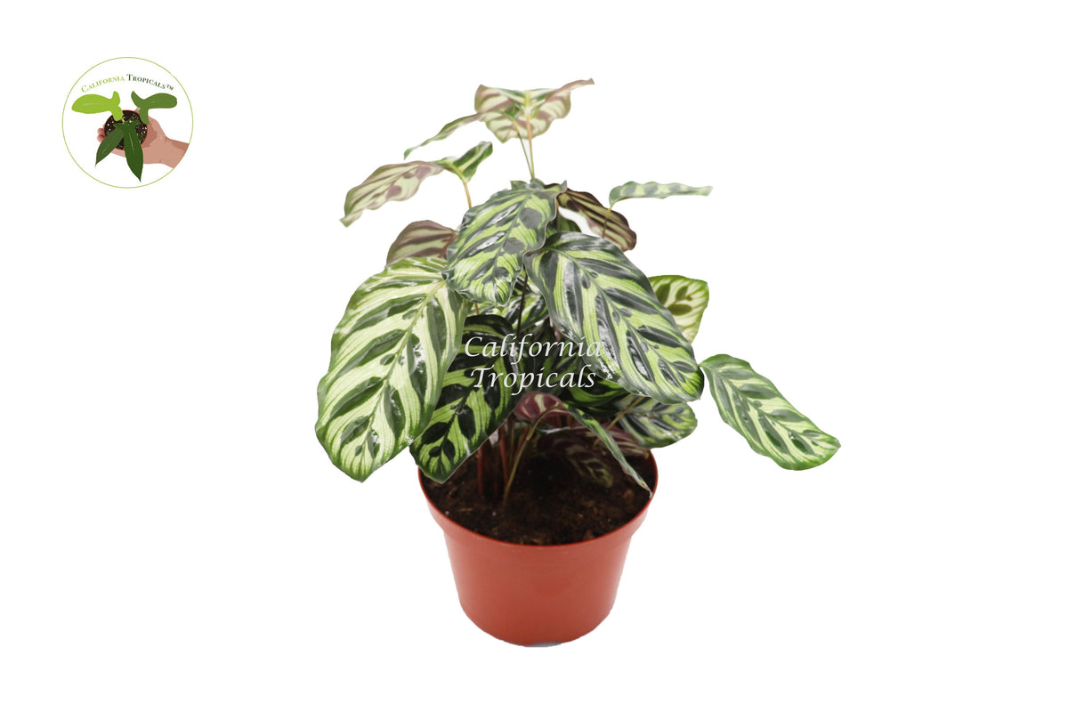 Calathea Peacock Makoyana live plant in a 8" grower's pot