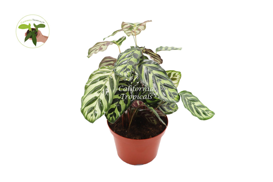 Calathea Peacock Makoyana live plant in a 8" grower's pot