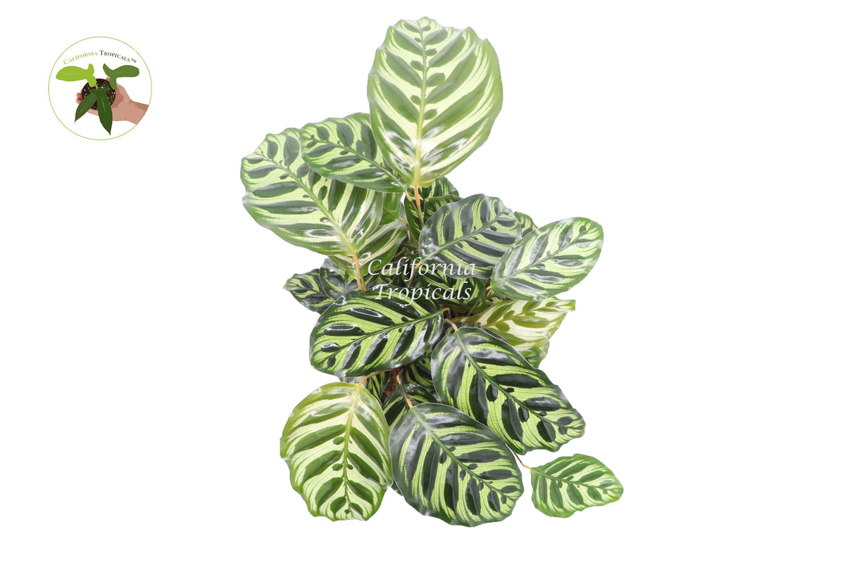 Calathea Peacock Makoyana live plant foliage detail