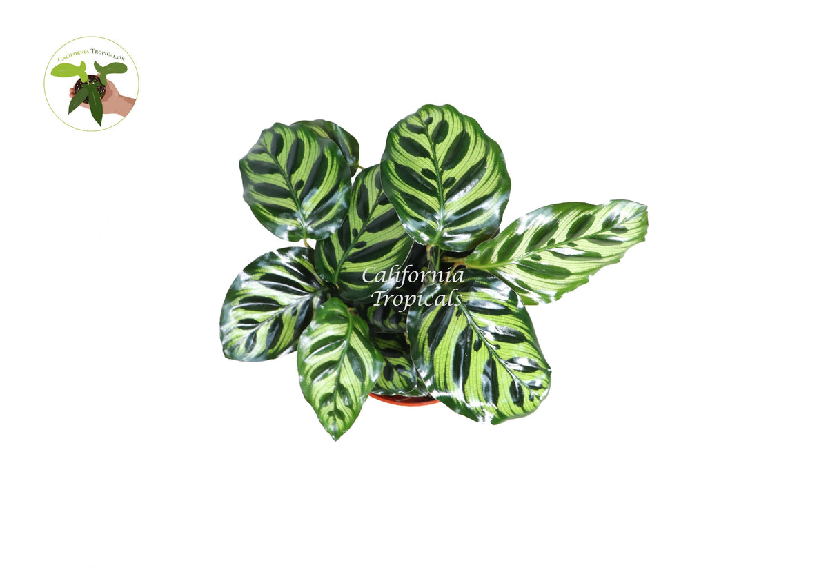 Calathea Peacock Makoyana live plant foliage detail