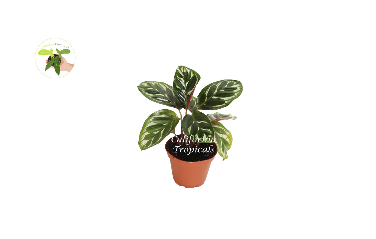 Calathea Peacock Makoyana live plant in a 2" grower's pot