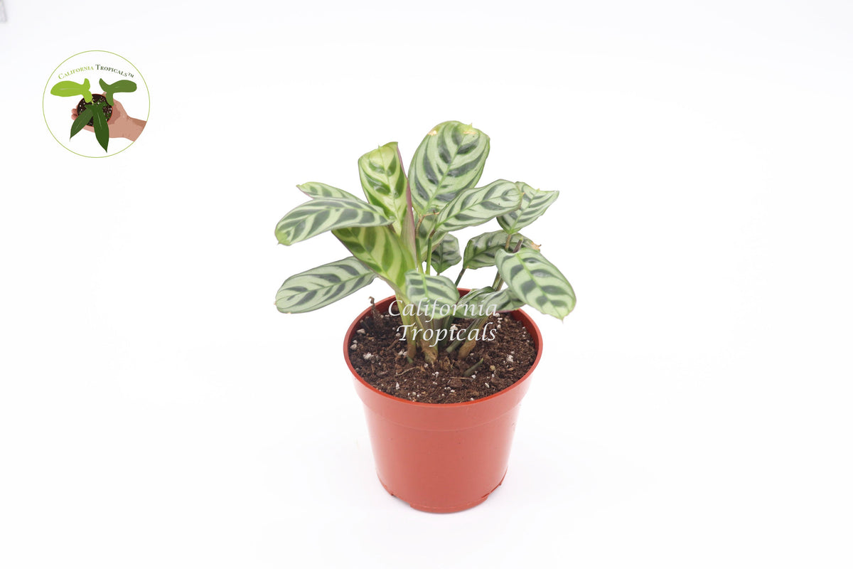 Calathea Ctenanthe x Burle Marx live plant in a 4" grower's pot