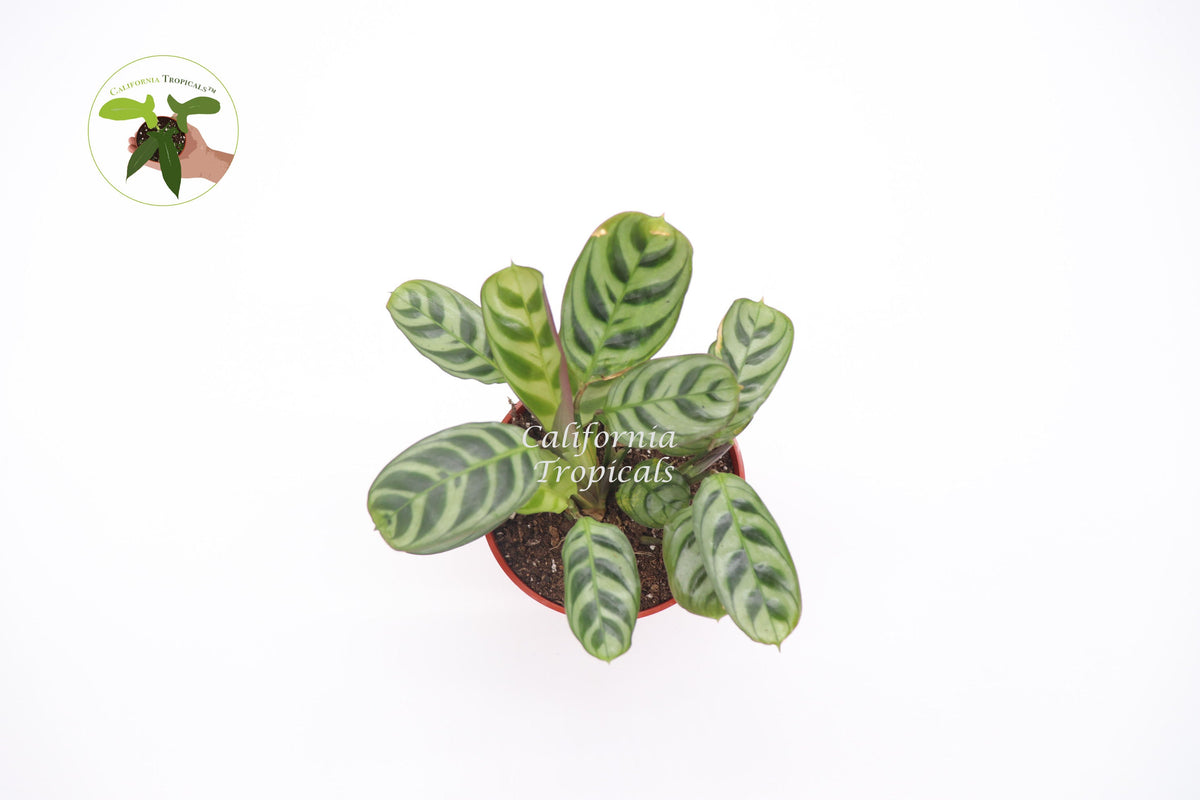 Calathea Ctenanthe x Burle Marx live plant foliage detail