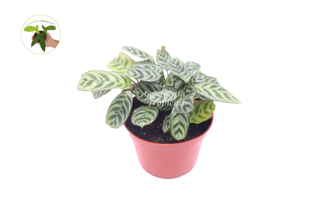 Calathea Ctenanthe x Burle Marx live plant in a 6" grower's pot