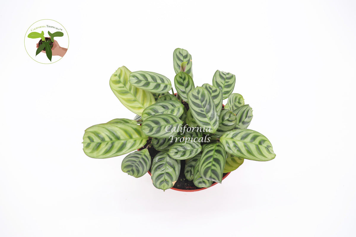 Calathea Ctenanthe x Burle Marx live plant foliage detail