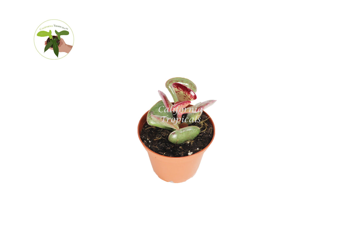 Calico Hearts (Adromischus) live plant in a 3" grower's pot