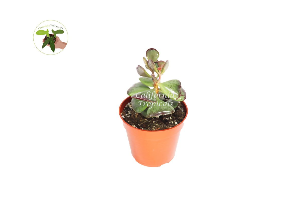 Calico Hearts (Adromischus) live plant in a 4" grower's pot